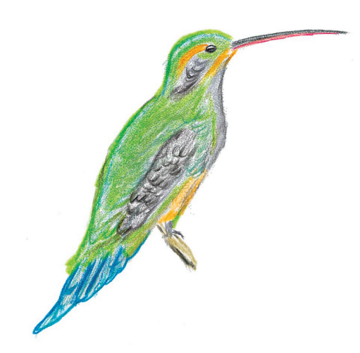 Ermitaño verde